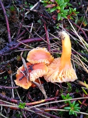 Hygrocybe cantharellus
