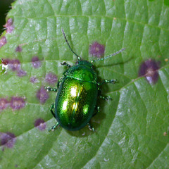 Chrysolina herbacea