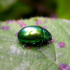 Chrysolina herbacea