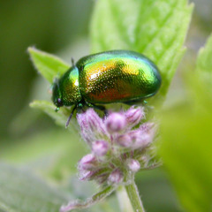 Chrysolina herbacea