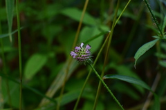 Dipsacus japonicus