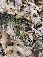 Carex pensylvanica