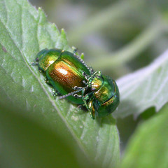 Chrysolina herbacea