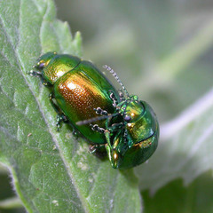 Chrysolina herbacea