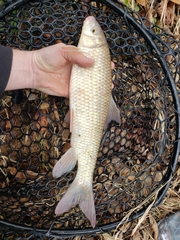 Moxostoma macrolepidotum