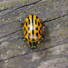 Chrysomela vigintipunctata