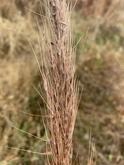 Saccharum coarctatum