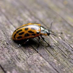 Chrysomela vigintipunctata