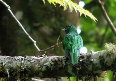 Chrysococcyx cupreus