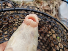 Moxostoma macrolepidotum