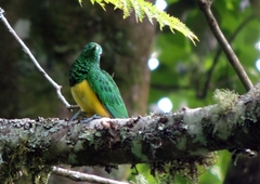 Chrysococcyx cupreus