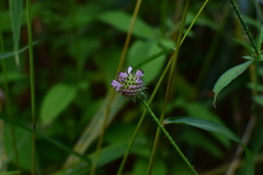Dipsacus japonicus