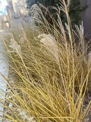 Miscanthus