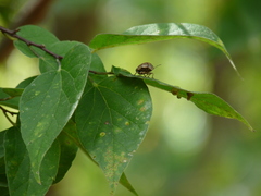 Orsilochides stictica