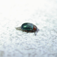 Gastrophysa polygoni