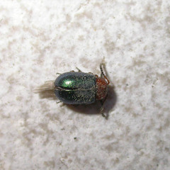 Gastrophysa polygoni