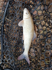 Moxostoma macrolepidotum