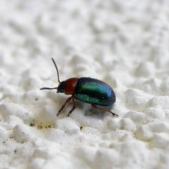 Gastrophysa polygoni
