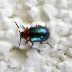 Gastrophysa polygoni