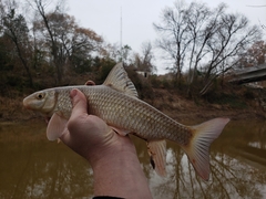 Moxostoma macrolepidotum