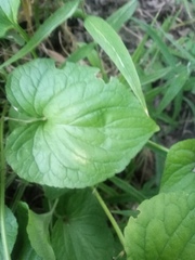 Viola mirabilis