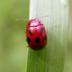 Gonioctena fornicata