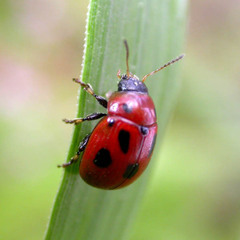 Gonioctena fornicata