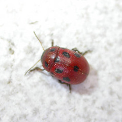 Gonioctena fornicata