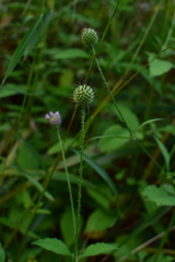 Dipsacus japonicus