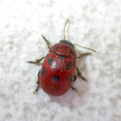 Gonioctena fornicata