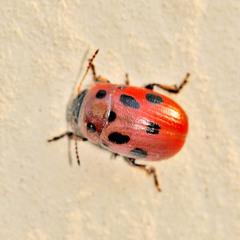 Gonioctena fornicata