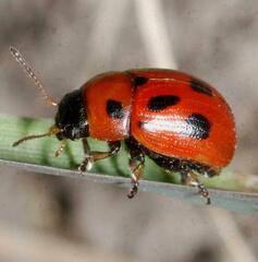 Gonioctena fornicata