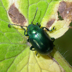 Oreina cacaliae