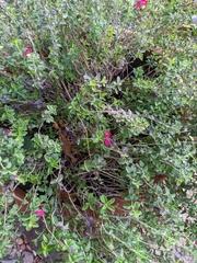 Scutellaria suffrutescens