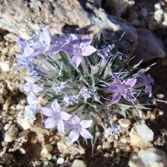 Langloisia setosissima setosissima