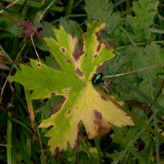 Oreina cacaliae