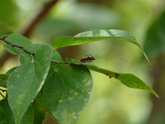 Orsilochides stictica