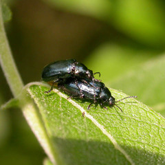 Phratora vitellinae