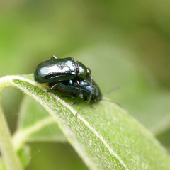 Phratora vitellinae