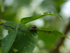 Orsilochides stictica