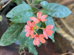 Crossandra