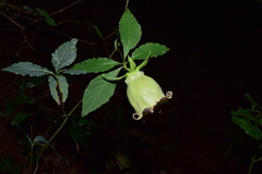 Codonopsis lanceolata