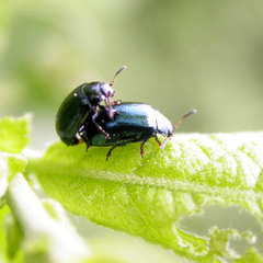 Plagiodera versicolora