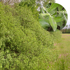 Plagiodera versicolora