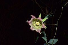 Codonopsis lanceolata