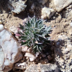 Langloisia setosissima setosissima