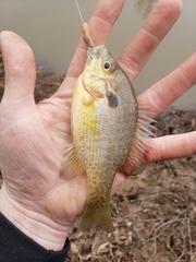 Lepomis auritus × macrochirus