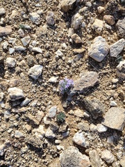 Langloisia setosissima setosissima