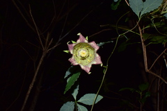 Codonopsis lanceolata