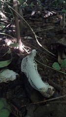 Phallus indusiatus